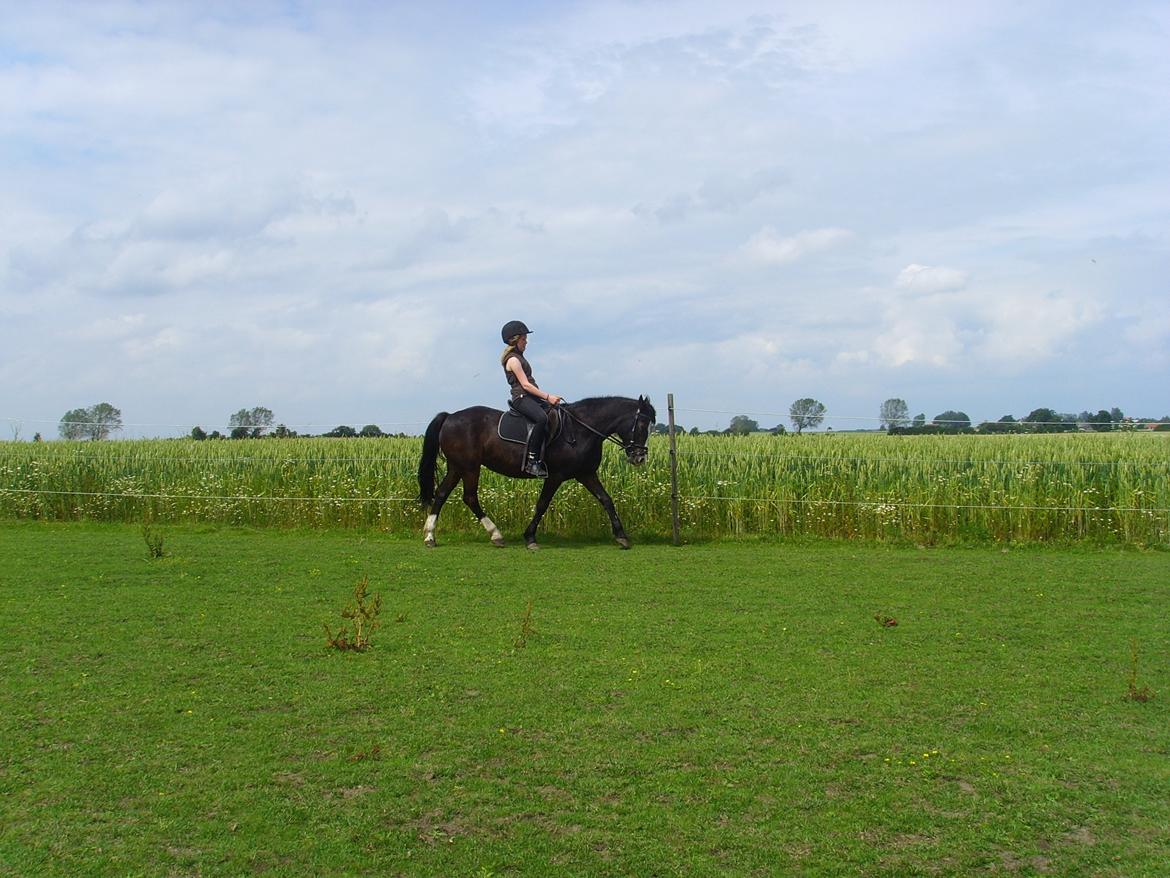 New Forest Cherie billede 14