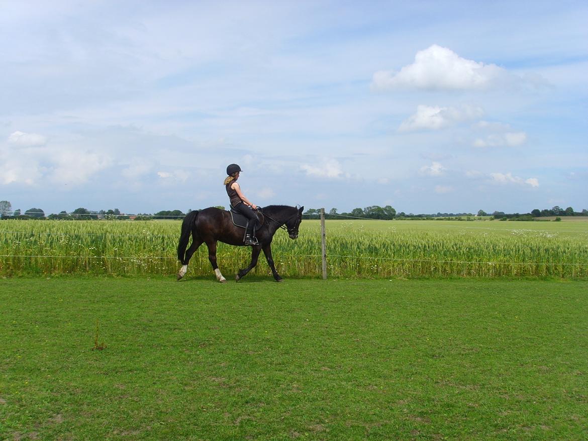 New Forest Cherie billede 15