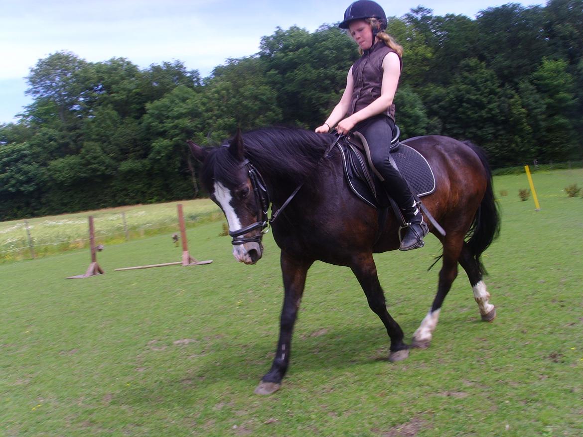 New Forest Cherie billede 16