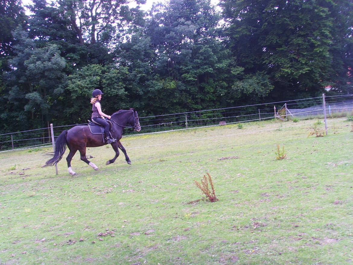 New Forest Cherie billede 18