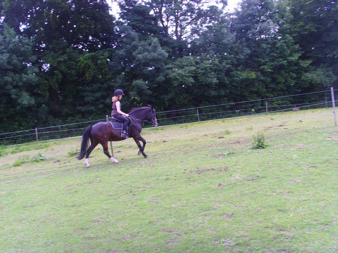 New Forest Cherie billede 19