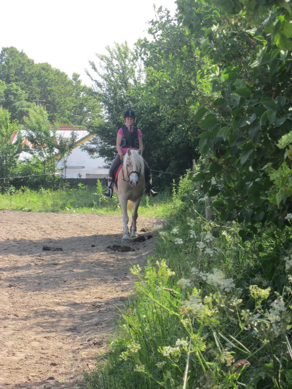 Haflinger Nemo Soldal - Dejligt at alt er sprunget ud, og man kan ride udenfor ;) billede 19