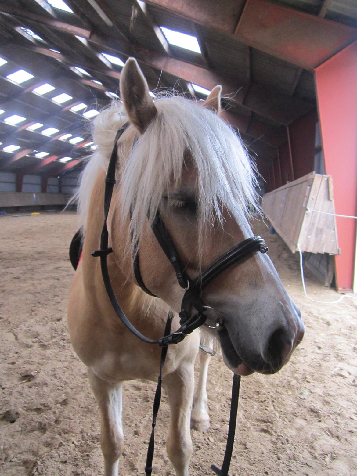 Haflinger Nemo Soldal billede 9