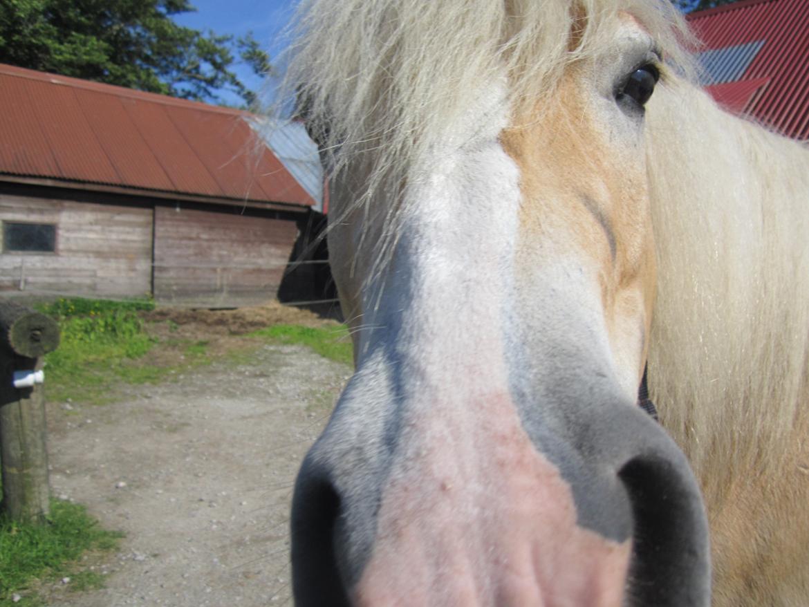 Haflinger Nemo Soldal - Nemo er bare lidt tæt på :) billede 12