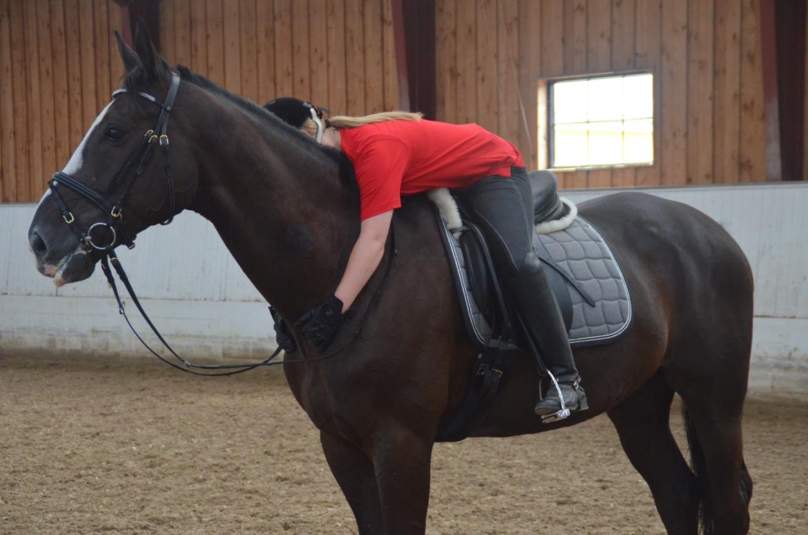 Dansk Varmblod Noble star - Min bedsteven <3  billede 8