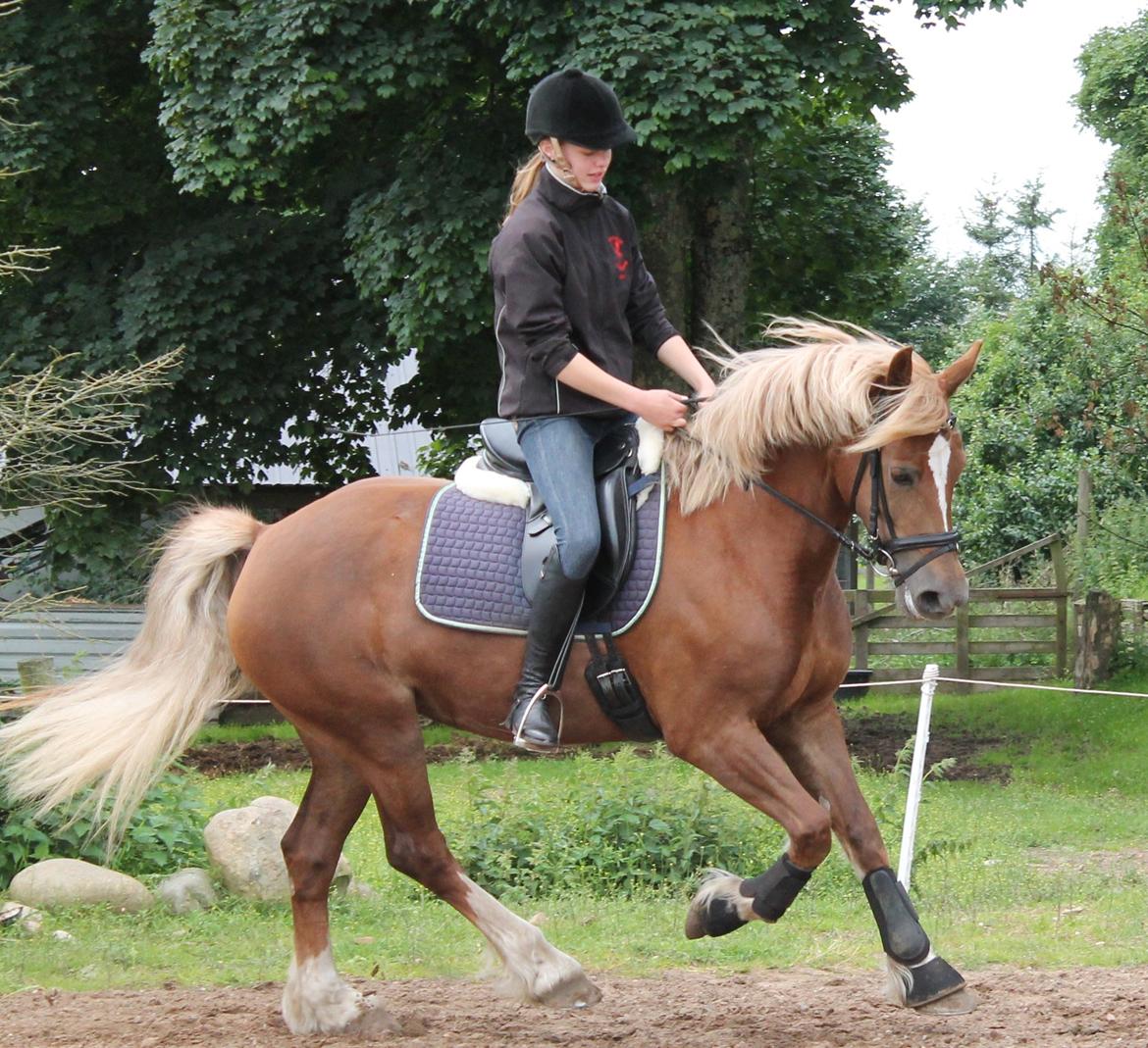 Welsh Cob (sec D) Sirius-S [Rider] - - 20/7-12, dressur træning.   billede 10