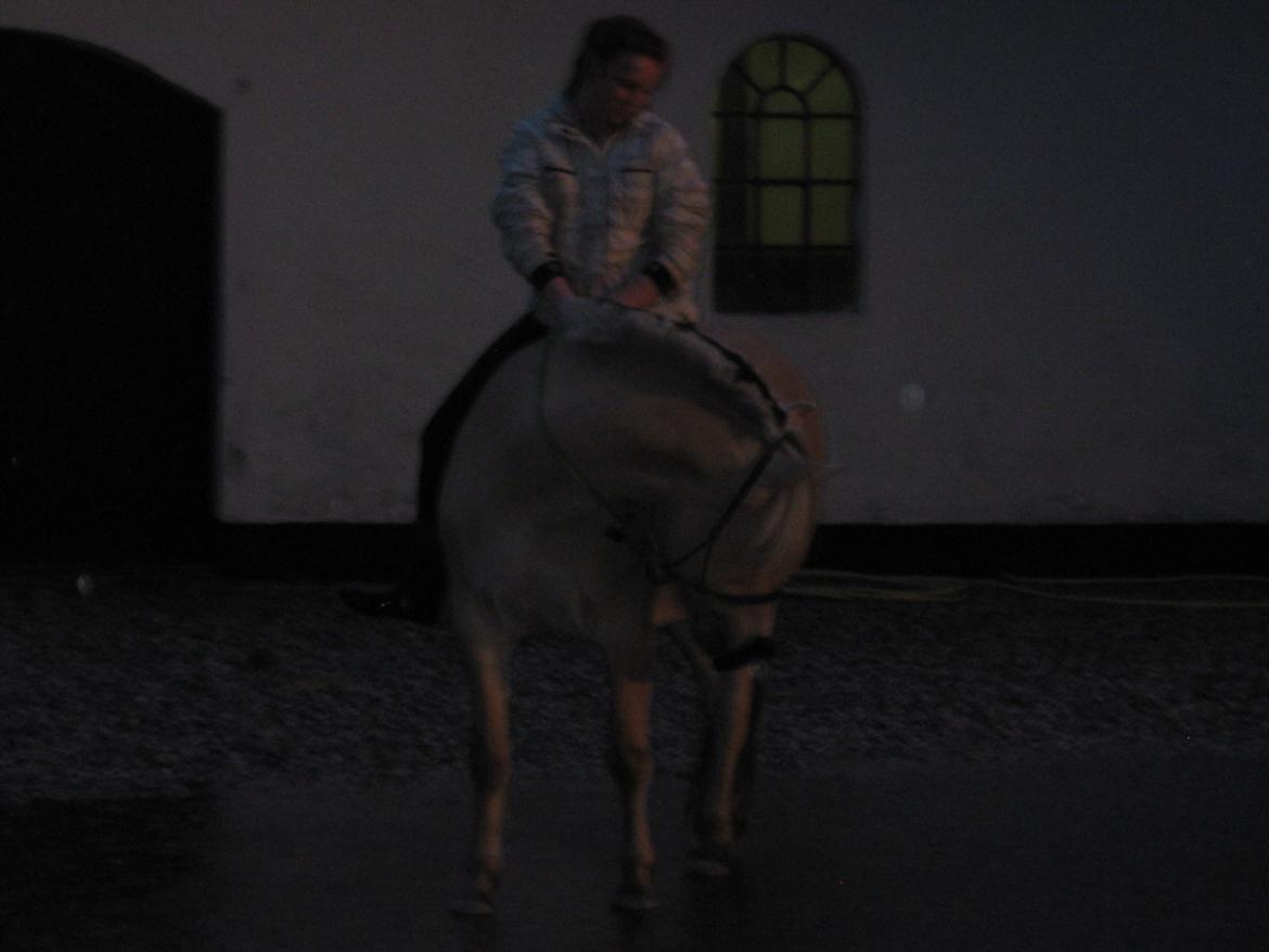 Fjordhest Fenja Drejer' Fiske (; billede 16