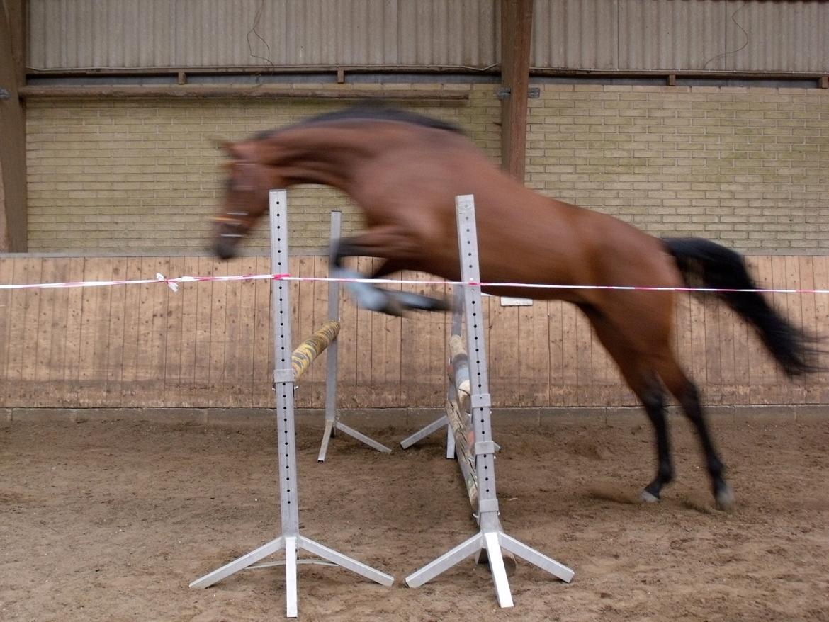 Dansk Varmblod Easter - 6.0 i teknik og kapacitet til rideprøve. billede 18