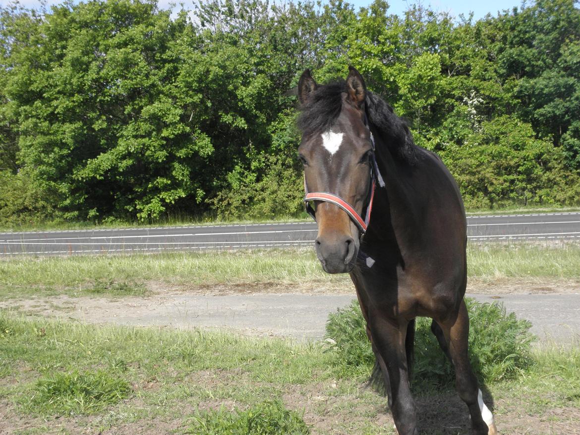 DSP Chippendale <3 |Slags Part| - SE!! Her er jeg :0) billede 6