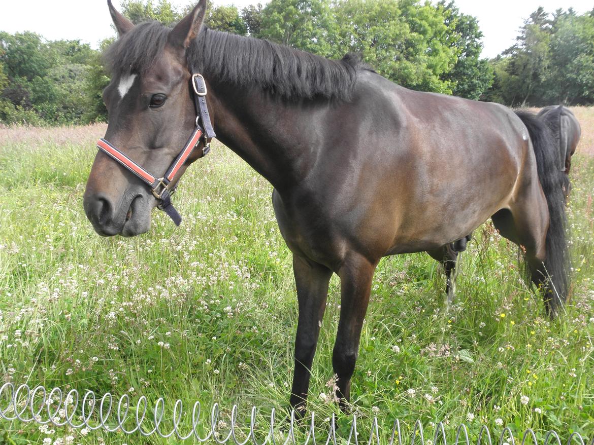 DSP Chippendale <3 |Slags Part| - ARHHH, det var dejligt.  billede 8