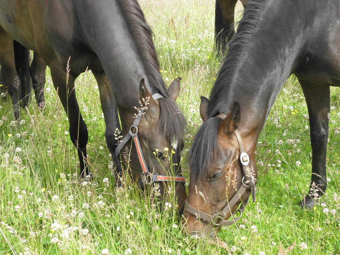 DSP Chippendale <3 |Slags Part| - Ren råhygge på en dejlig sommer dag, på sommergræs med mine gode venner. Ha ha billede 9