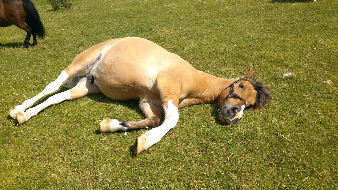 Anden særlig race Charming *Tidl. Part* billede 6