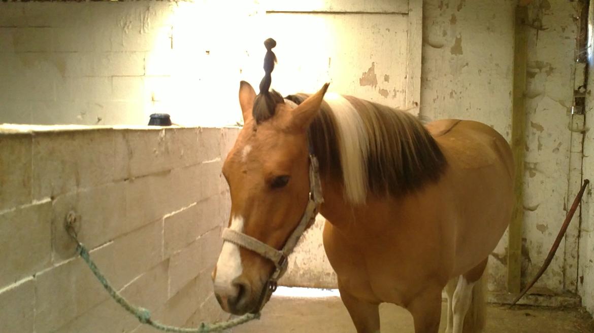 Anden særlig race Charming *Tidl. Part* billede 7