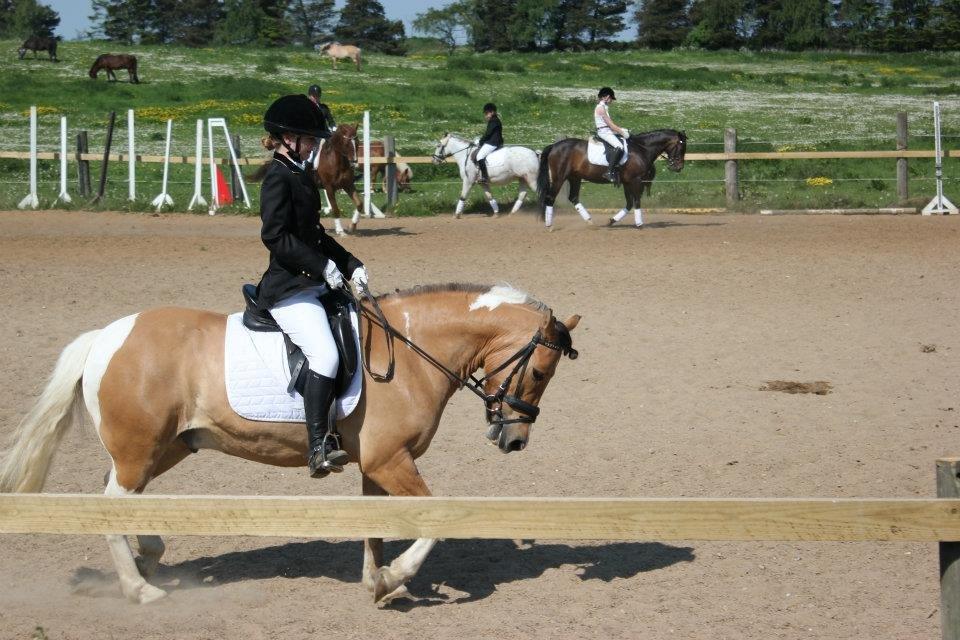 Anden særlig race Charming *Tidl. Part* billede 8