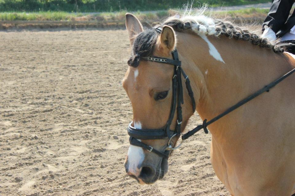 Anden særlig race Charming *Tidl. Part* billede 9