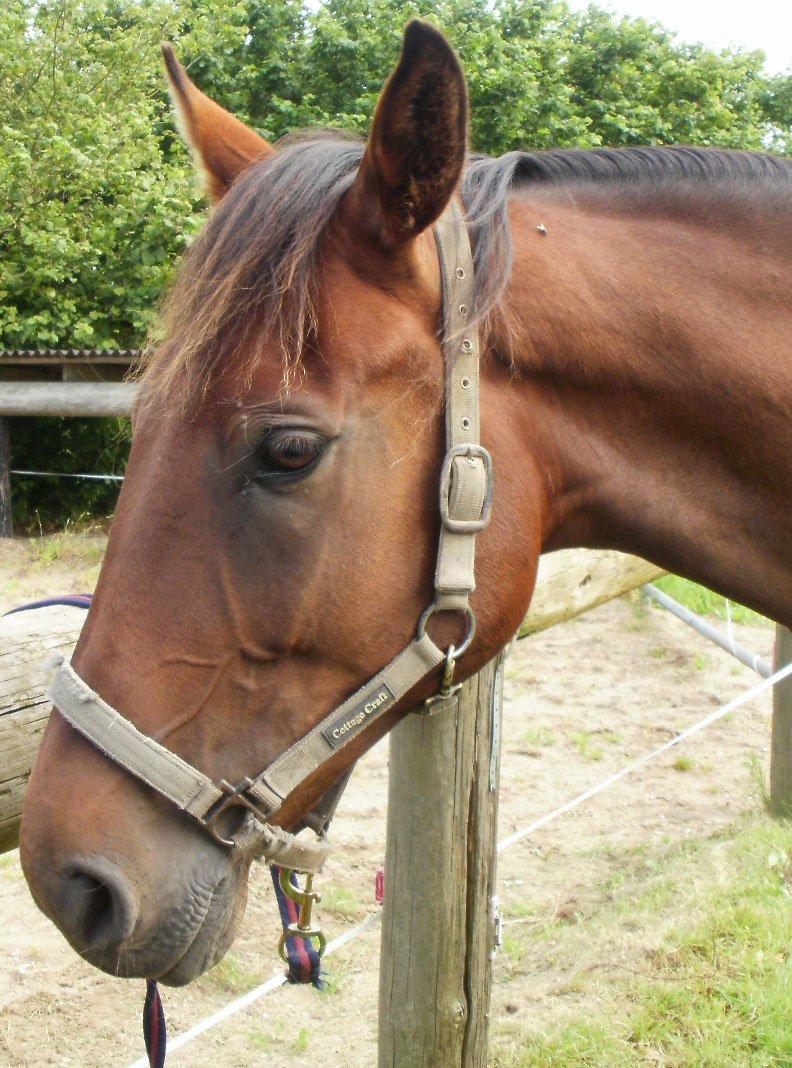 Traver Luke billede 7