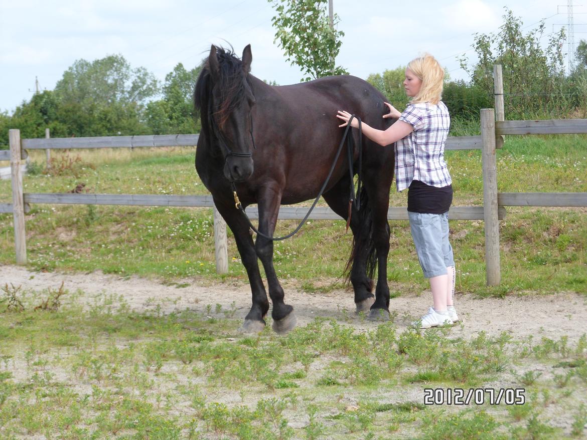 Anden særlig race Blacki - Øvelser med. Bagparten. billede 5