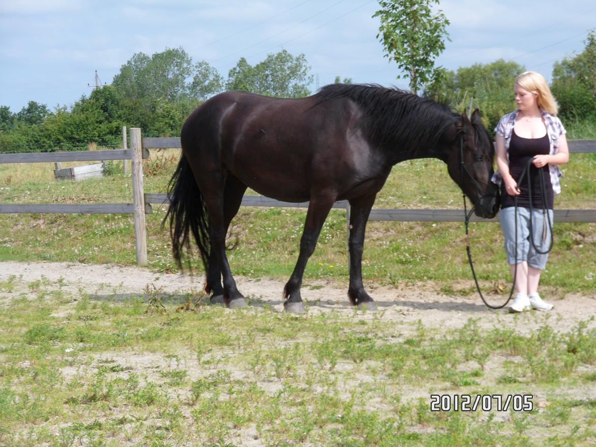 Anden særlig race Blacki billede 6