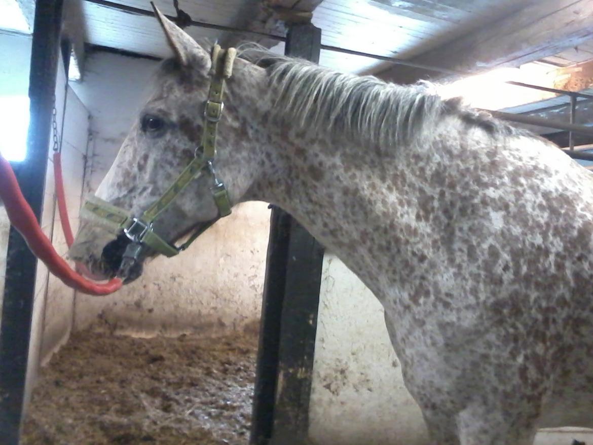 Appaloosa Opalia<3 *Savnet og elsket* billede 10