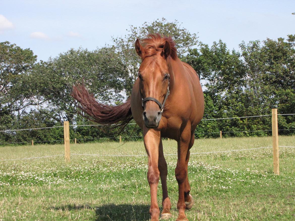 Anden særlig race Sakskærs Anastasia billede 20