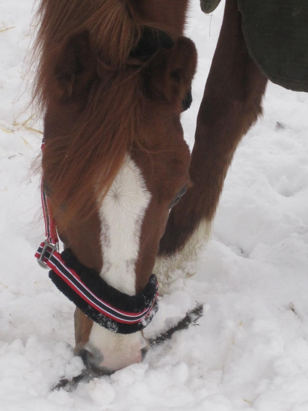Anden særlig race Tess i himmlen billede 7