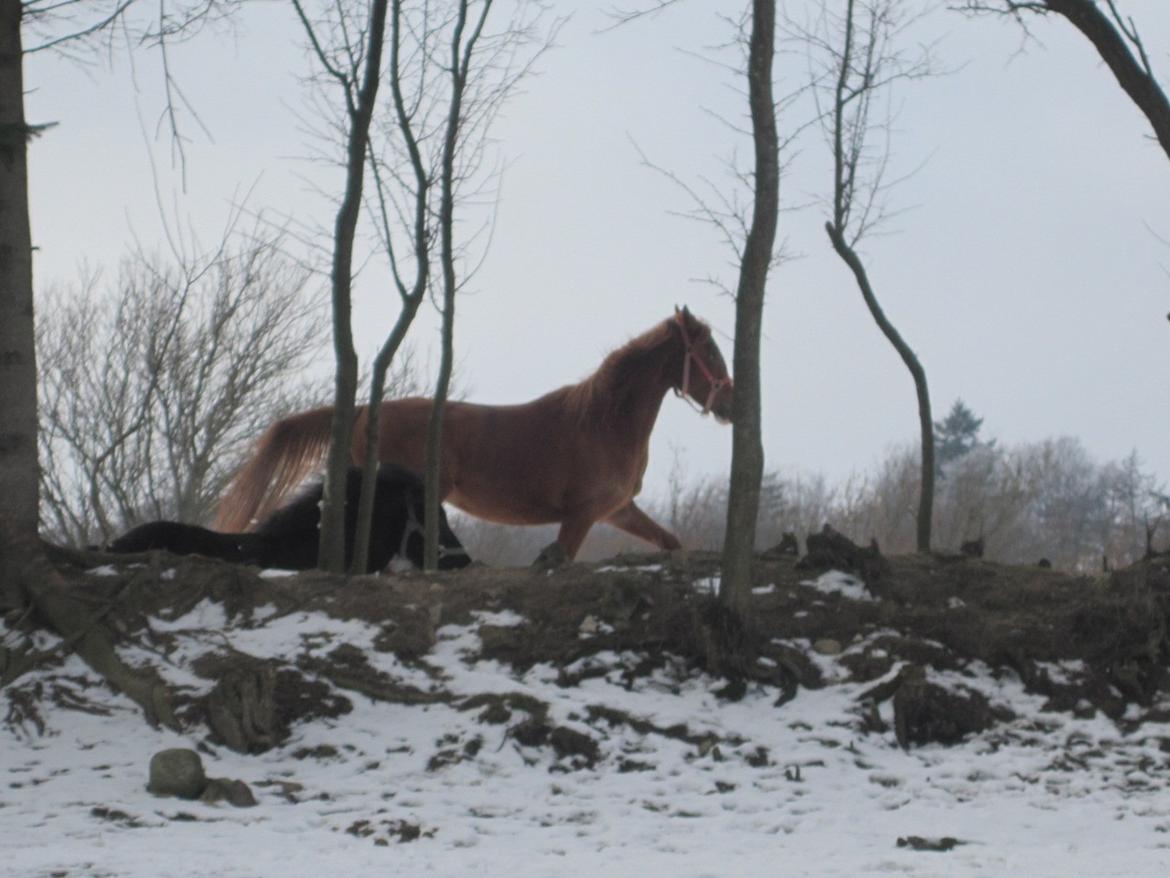 Anden særlig race Tess i himmlen billede 10