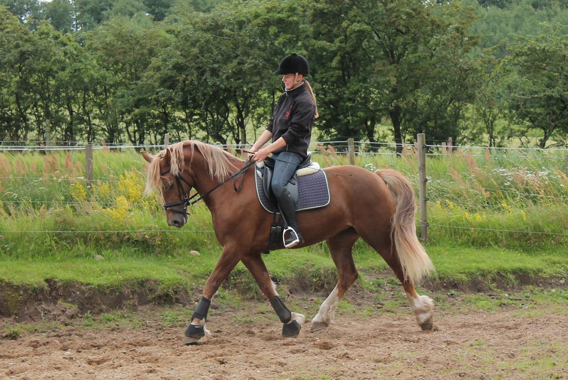Welsh Cob (sec D) Sirius-S [Rider] - - 20/7-12, dressur træning.   billede 11