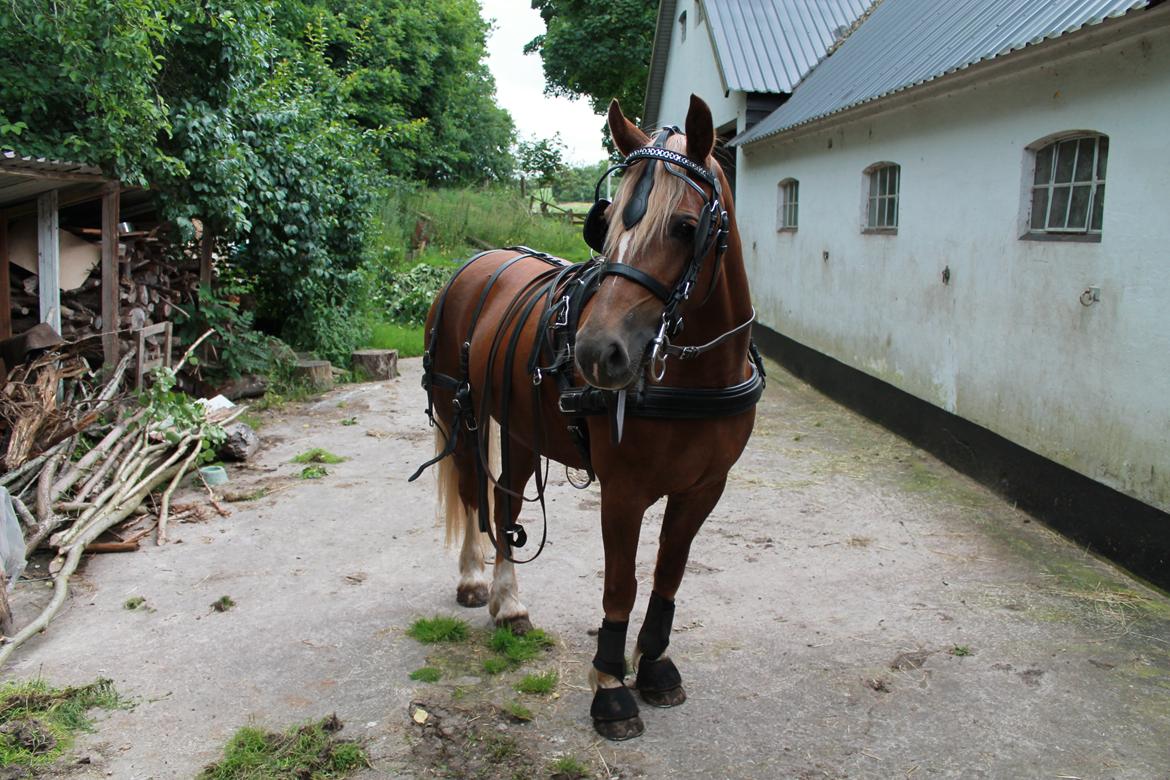 Welsh Cob (sec D) Sirius-S [Rider] - - 20/7-12, så er hun klar til at blive spændt for vognen. :-) billede 12