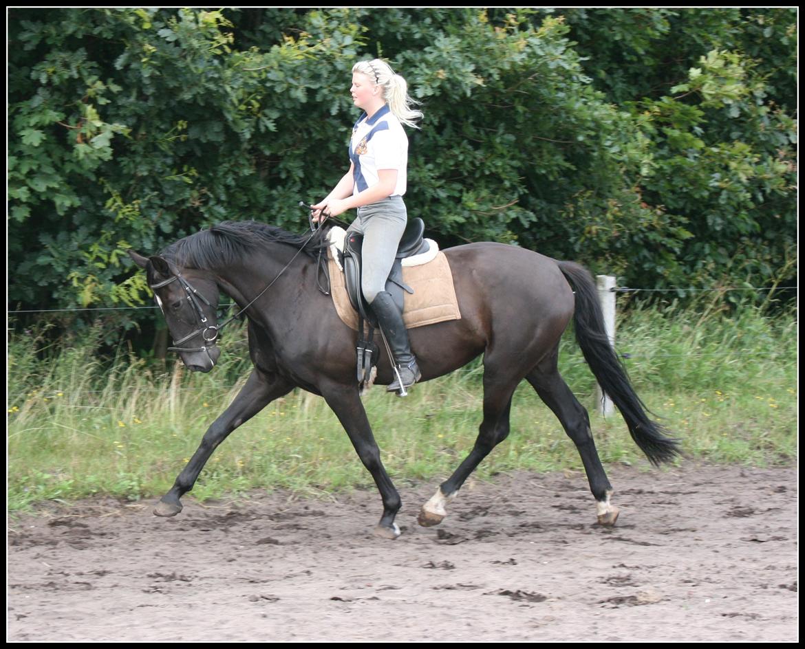 Oldenborg Savannah billede 11