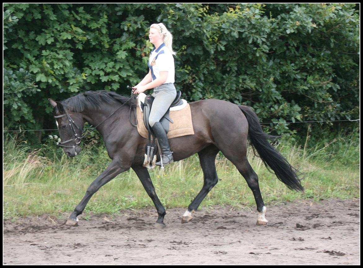 Oldenborg Savannah billede 12