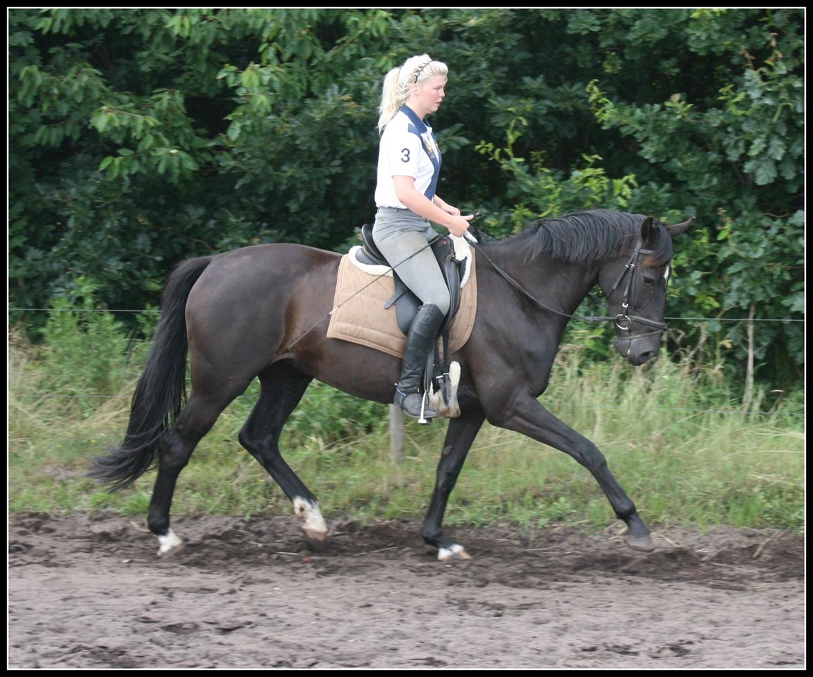 Oldenborg Savannah billede 14