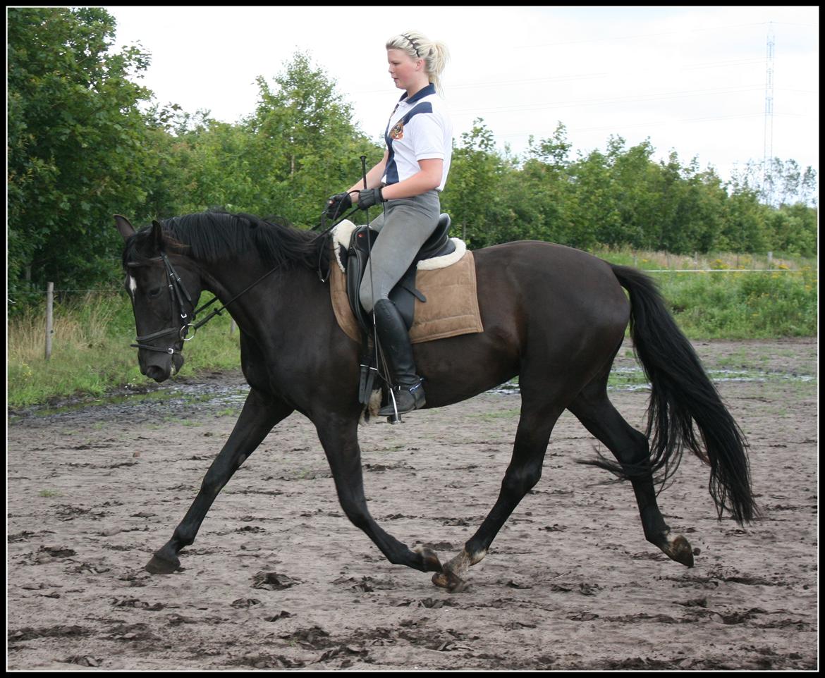 Oldenborg Savannah billede 16