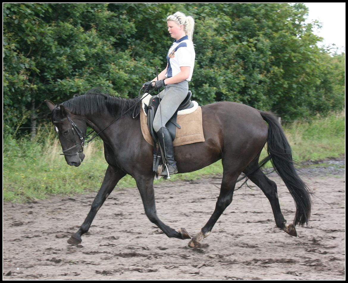 Oldenborg Savannah billede 17