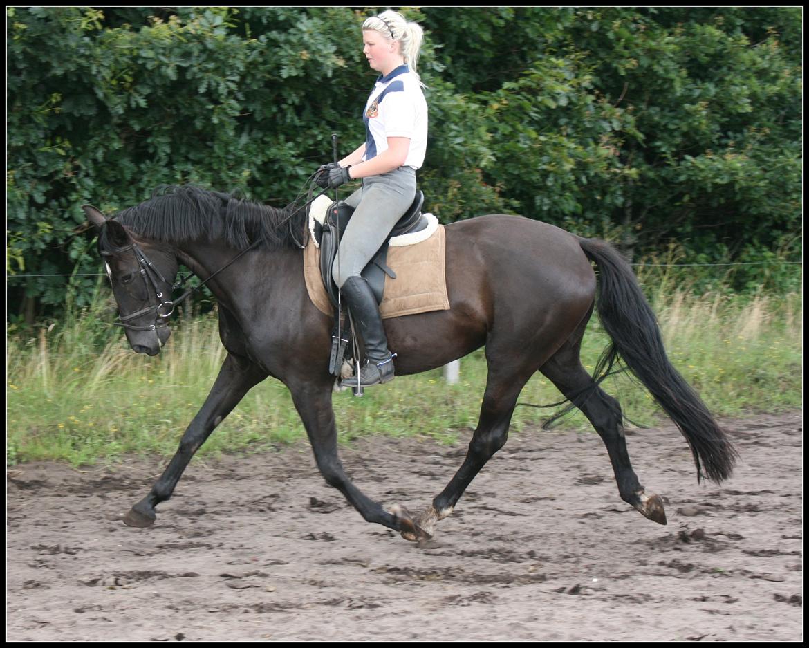 Oldenborg Savannah billede 18