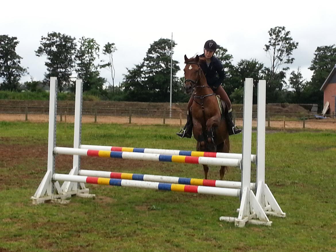 Arabisk fuldblod (OX) El Sheik Charme - Oxer på 80 cm <3 billede 16