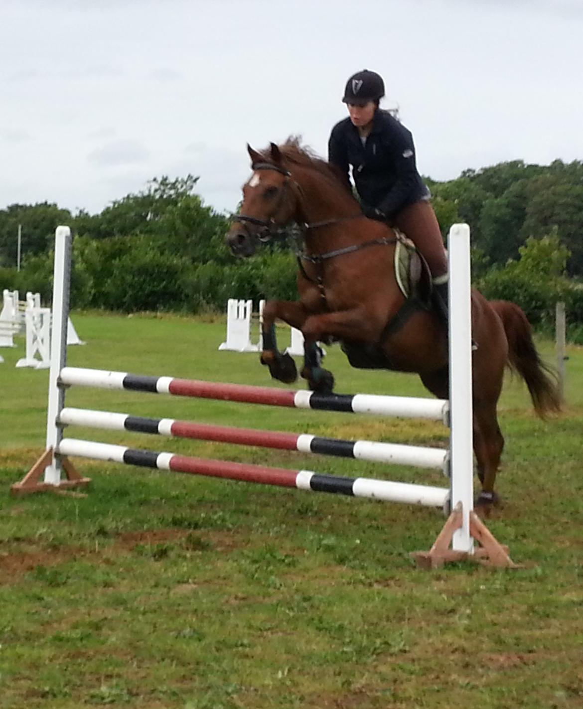 Arabisk fuldblod (OX) El Sheik Charme - God springtime hvor vi sprang bane på 80 cm :) billede 17