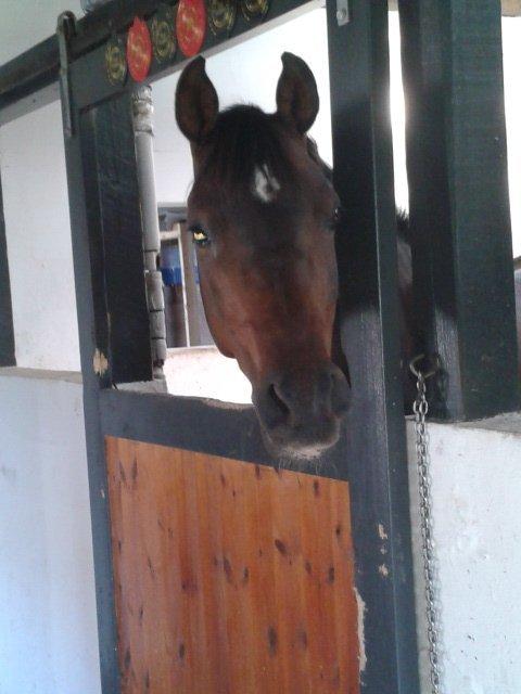 Hollandsk Sportspony Ivaro billede 4