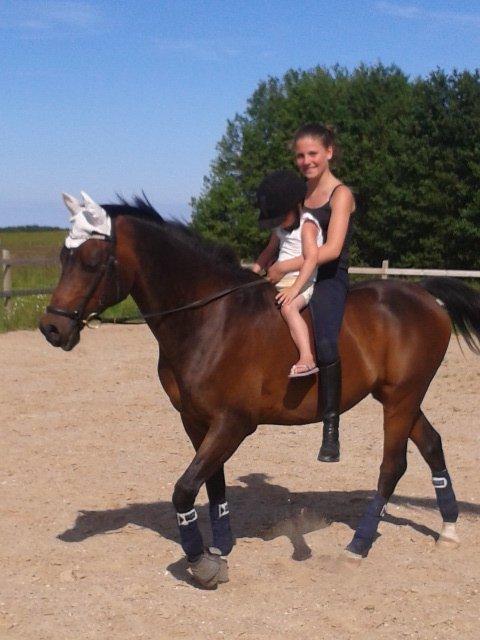 Hollandsk Sportspony Ivaro billede 3