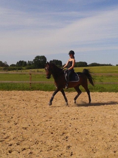 Hollandsk Sportspony Ivaro billede 2