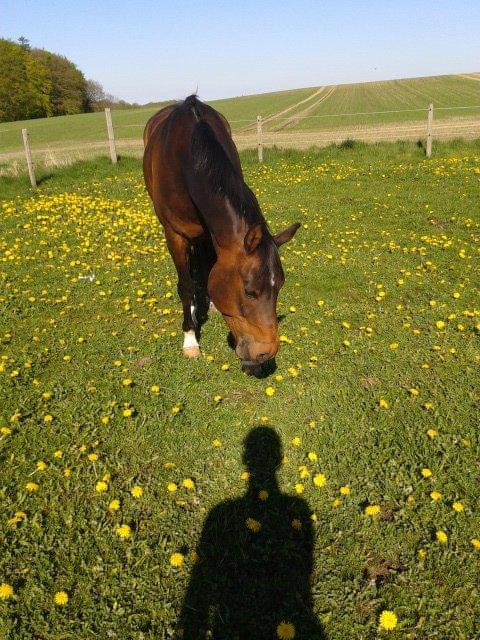 Hollandsk Sportspony Ivaro billede 5