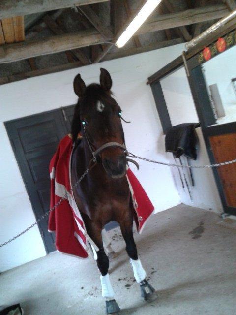 Hollandsk Sportspony Ivaro billede 7