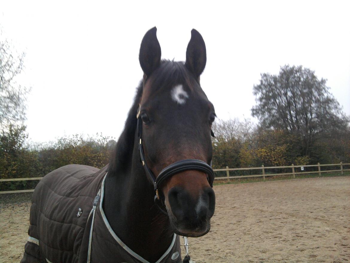 Hollandsk Sportspony Ivaro billede 6