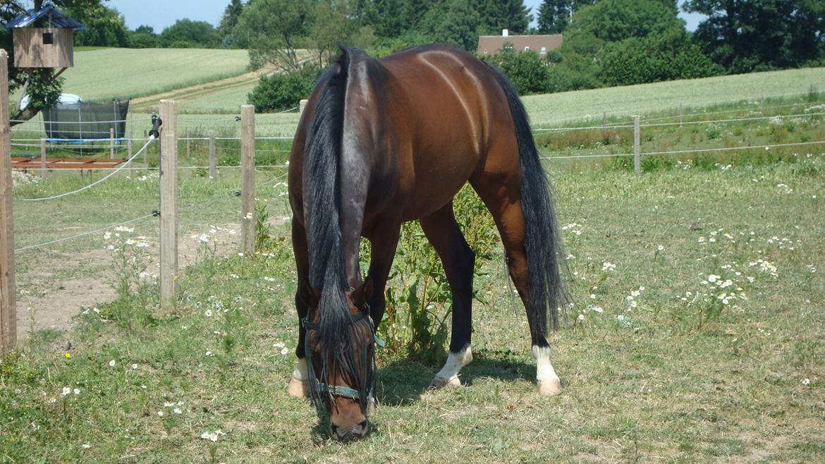 Hollandsk Sportspony Ivaro billede 8