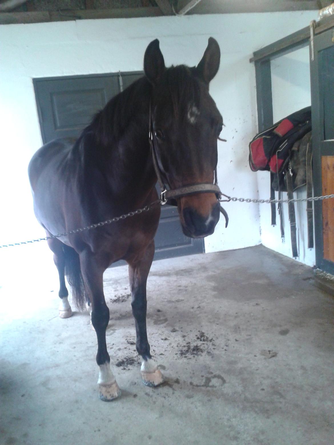 Hollandsk Sportspony Ivaro billede 9