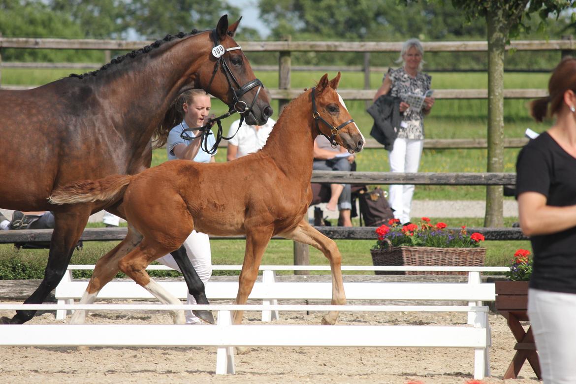 Dansk Varmblod Don Antino - 9// Don Antino til føl championat på Blue Hors D. 30 Juni! :D billede 9