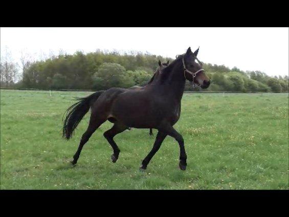 Dansk Varmblod Choko Chanell - Billede 20.
Taget fra Video.
Gangmaskinen blærer sig på sommerfolden ;) billede 20