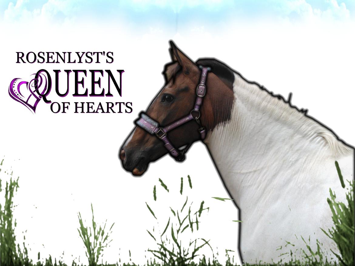 Pinto Rosenlyst's Queen og heart's(tidl. låne) - Velkommes til ''Queen's'' Profil :D! billede 1