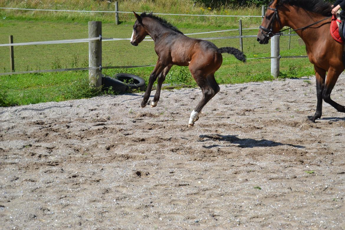 Anden særlig race Birkelunds Leonora - Det var så sjovt at være ude med mor og ride :D billede 14