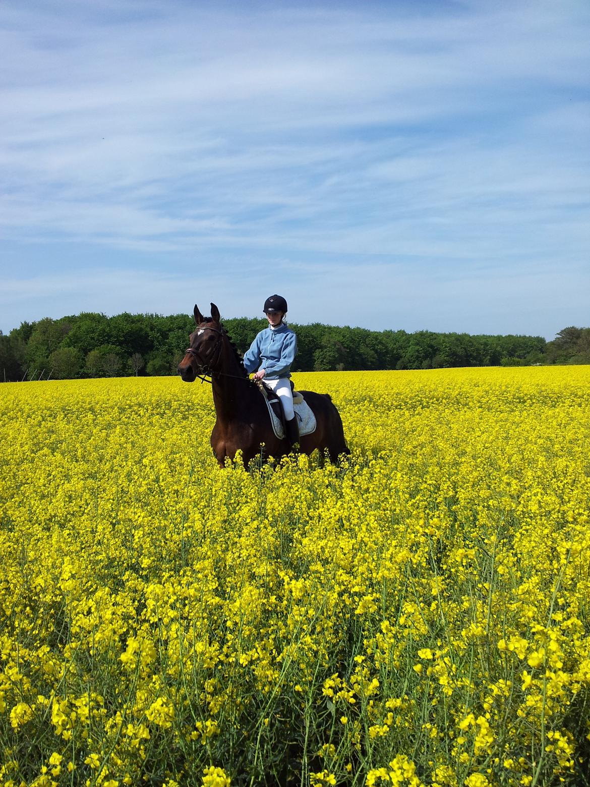 Westfaler Dolce Vita - Vita og jeg ude i den gule mark.
 billede 2