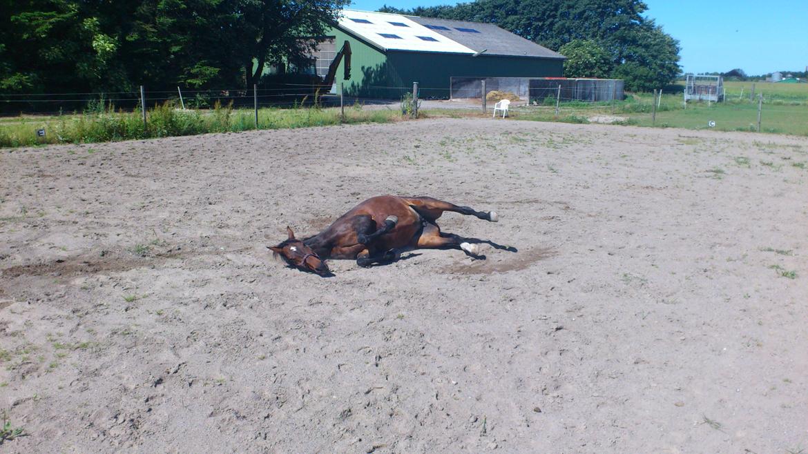 Westfaler Dolce Vita - Taget d. 04-07-2012
Vita som der nyder at rulle sig på ridebanen :-) billede 12